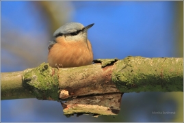 <p>BRHLÍK LESNÍ (Sitta europaea) /Eurasian nuthatch - Kleiber/</p>